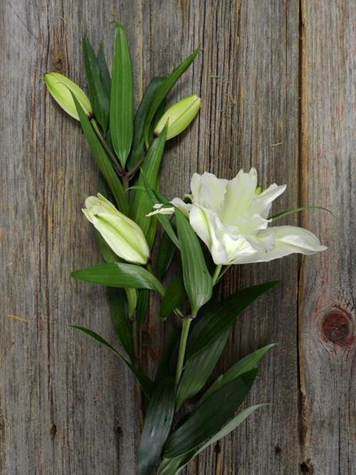 DOUBLE BLOOM ROSE LILY WHITE ORIENTAL LILIES